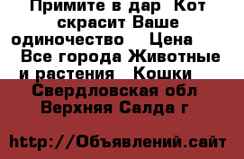 Примите в дар. Кот скрасит Ваше одиночество. › Цена ­ 0 - Все города Животные и растения » Кошки   . Свердловская обл.,Верхняя Салда г.